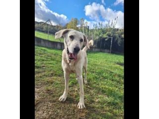 THOR DOLCE E SOCIEVOLE CANE IN ADOZIONE TG MEDIA