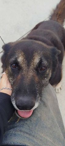 Bella - Foto 4