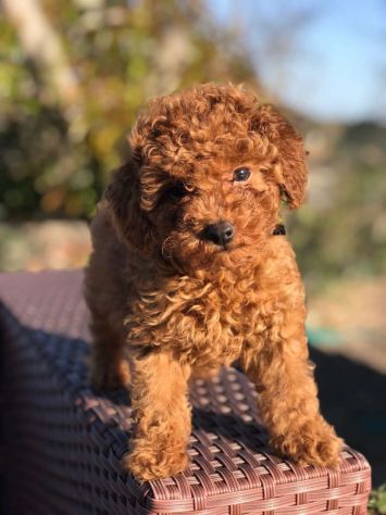 Cuccioli di Barboncino Nano