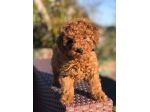 Cuccioli di Barboncino Nano