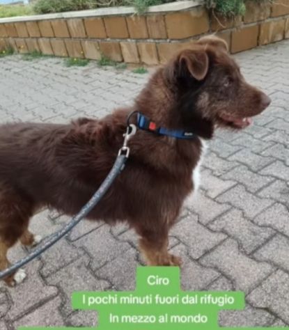 3anni marrone/fulvo occhi ambra POSSIBILE INVISIBILE? SUD - Foto 6