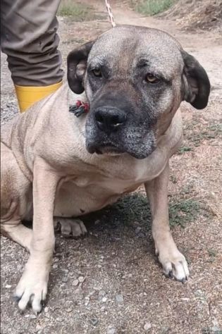 DEA CANE CORSO 5 ANNI - Foto 2