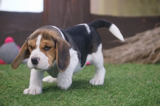 BEAGLE CUCCIOLI SPLENDIDI CON PEDIGREE - Foto 3