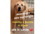 GOLDIE 5 ANNI simil Golden Retriever