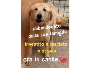 GOLDIE 5 ANNI simil Golden Retriever