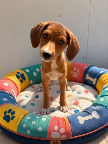 Regalo cuccioli taglia medio piccola - Foto 2