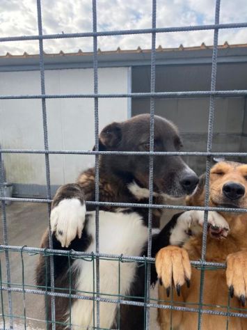 FAMMI USCIRE DA QUESTO BOX CANE IN ADOZIONE - Foto 2