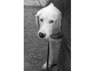 Blanche, da cucciola vive in canile