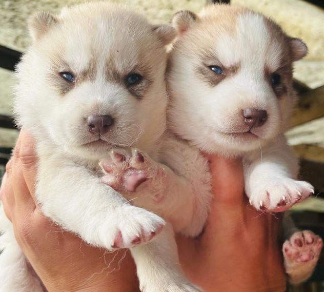 Cuccioli di siberian husky - Foto 3