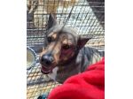 MILAGRO, cane buonissimo, abbandono estivo
