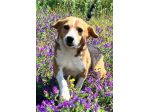 Penny beagle taglia piccola 10 kg