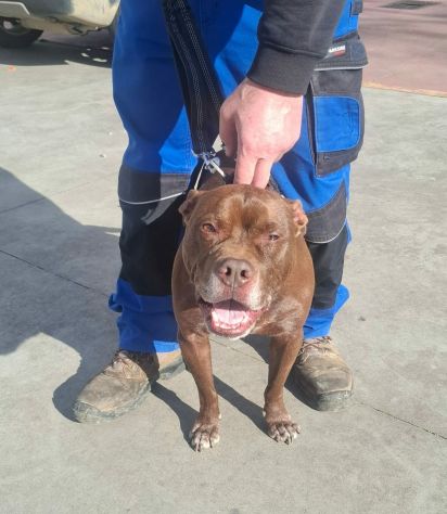DOLCE SPIKE IN REGALO - Foto 4