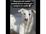 IVAN HA UN ANIMO BUONISSIMO,  CANE IN ADOZIONE, COMPATIBILE ANCHE CON I GATTI