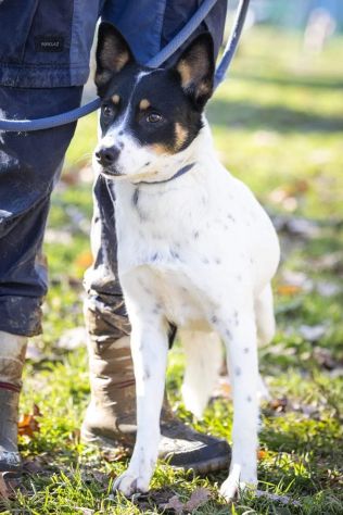 4/5anni medio picc9ola salita dal sud,finita in canile!Prov VARESE - Foto 6