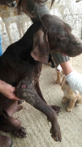 BACCO, adozione d'amore - Foto 4