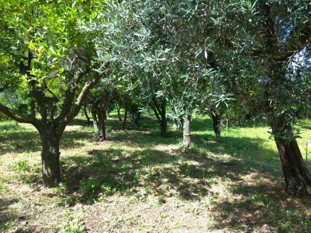 Frutteto in vendita a Nocera Inferiore - Foto 5