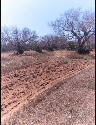 Terreno agricolo nei pressi delle Cesine