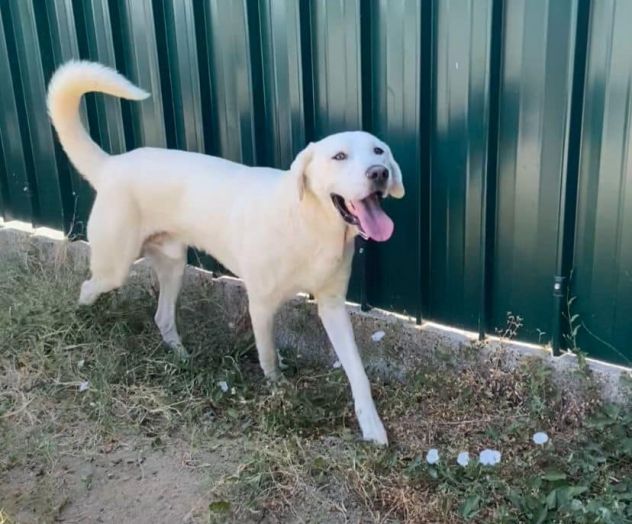 HOTSPOT GIOIOSO AFFETTUOSO SOCIEVOLE, CAGNOLINO IN ADOZIONE - Foto 2