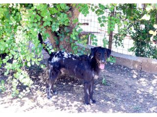 Jerry dolcissimo spinone in adozione