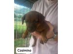 Cosimino cucciolo
