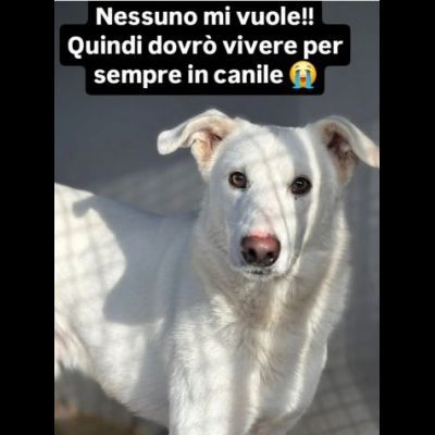 IVAN HA UN ANIMO BUONISSIMO, CANE IN ADOZIONE, COMPATIBILE ANCHE CON I GATTI