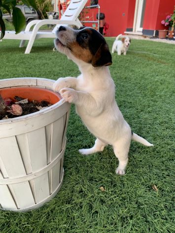 Jack Russell (con pedigree ENCI) - Foto 3