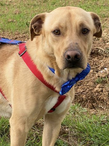 Tuono cucciolo di 2 anni in adozione