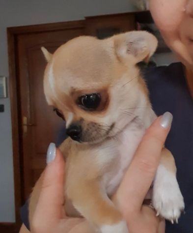 Chihuahua toy pedigree - Foto 7