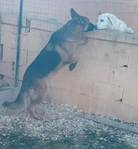 JACK 2 ANNI PASTORE TEDESCO PURO E’ IN CANILE - Foto 4