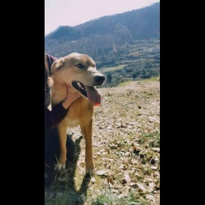 EMERSON DIMENTICATO TRA GLI INVISIBILI CANE IN ADOZIONE TG MEDIA SOCIEVOLE - Foto 4