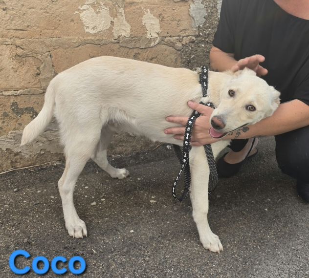 COCO - Foto 5