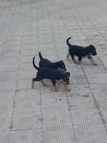 REGALO CUCCIOLI INCROCIO ROTTWEILER PASTORE - Foto 5