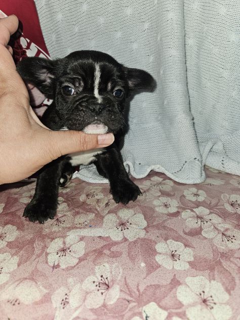 Bulldog francese - Foto 8