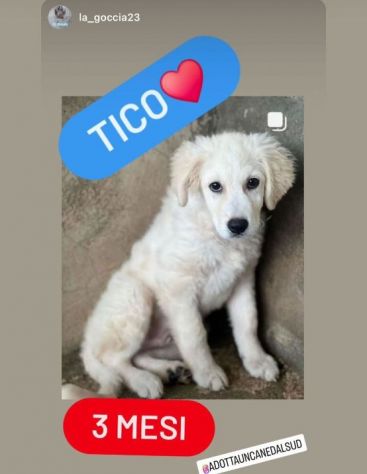 CUCCIOLI IN ADOZIONE MIX GOLDEN PMA - Foto 6