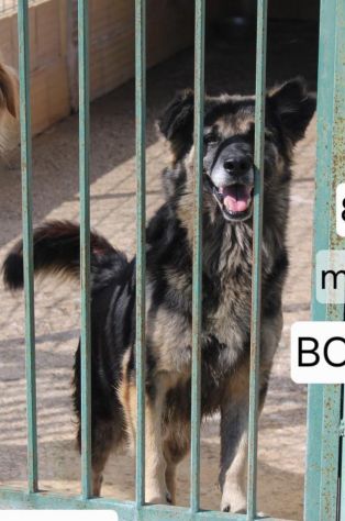 ARGO E’ UN PASTORINO DI 8 ANNI - Foto 2
