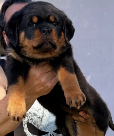 ROTTWEILER CON PEDIGREE - Foto 3