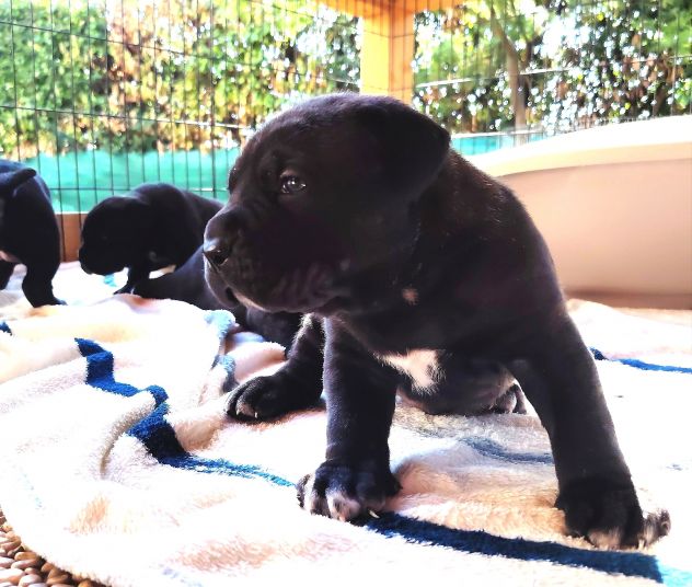 Cuccioli cane corso alta genealogia - Foto 4