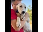 SPUGNA CUCCIOLO IN ADOZIONE
