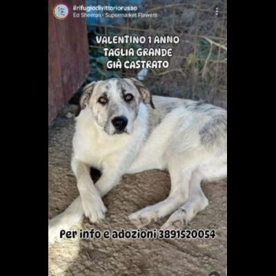 VALENTINO CUCCIOLONE IN ADOZIONE - Foto 2