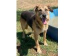 BEA INVISIBILE TRA I TANTI, TENERISSIMA E PACATA CAGNOLINA IN ADOZIONE TG MEDIA