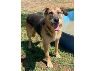 BEA INVISIBILE TRA I TANTI, TENERISSIMA E PACATA CAGNOLINA IN ADOZIONE TG MEDIA