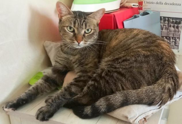 MARINA, gattina adulta - Foto 6
