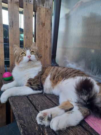 regalo gatto adozione di amore