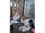 regalo gatto adozione di amore