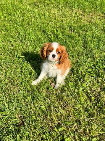 Cucciola di Cavalier King con pedigree - Foto 3