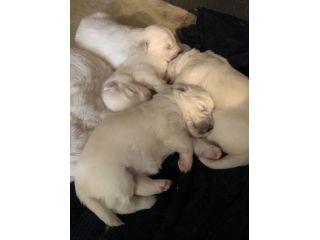 Cuccioli Pastore Maremmano Abruzzese