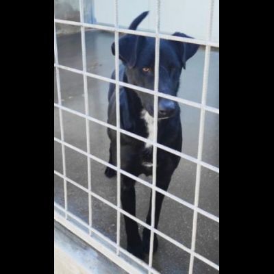 AARON UNO DEI TANTI DIMENTICATI, CANE IN ADOZIONE. - Foto 5