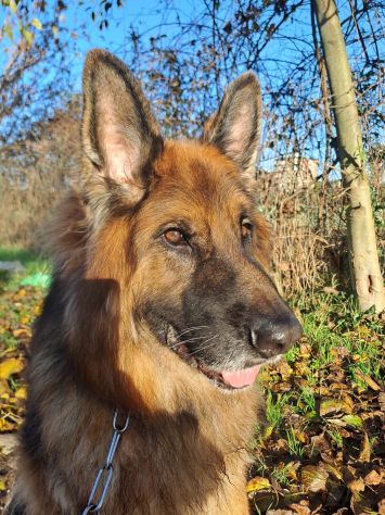 Maxx, bellissimo Pastore Tedesco adulto (a Milano) - Foto 7