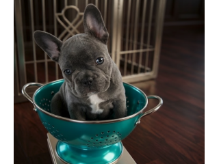 BULLDOG FRANCESE CUCCIOLI TOP- FRENCH BOULEDOGUE pag dilazionato