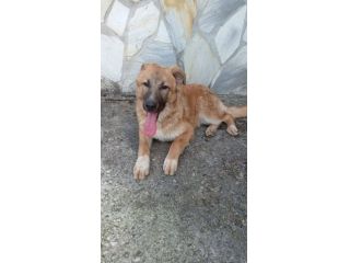 Tonino cucciolo